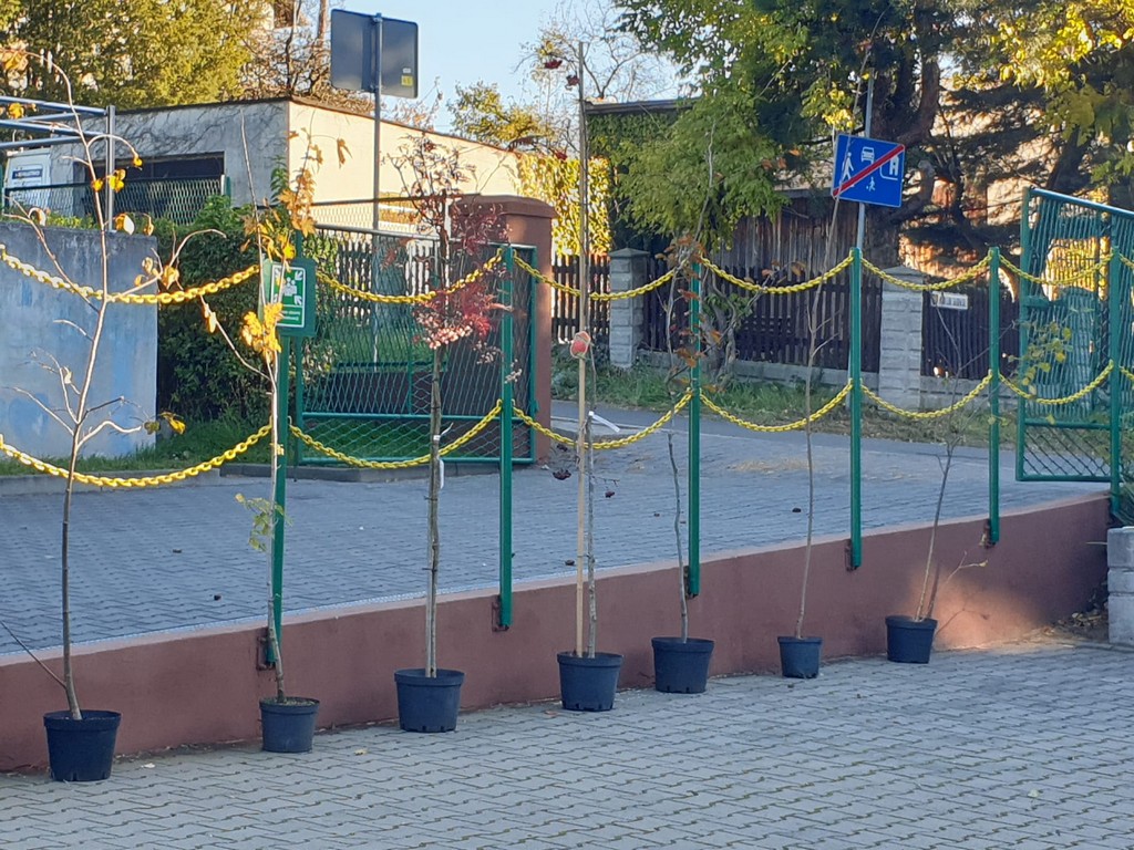 Sadzonki drzewek na wybrukowanym placu
